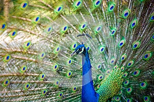 Beautiful Indian peacock displaying his tail